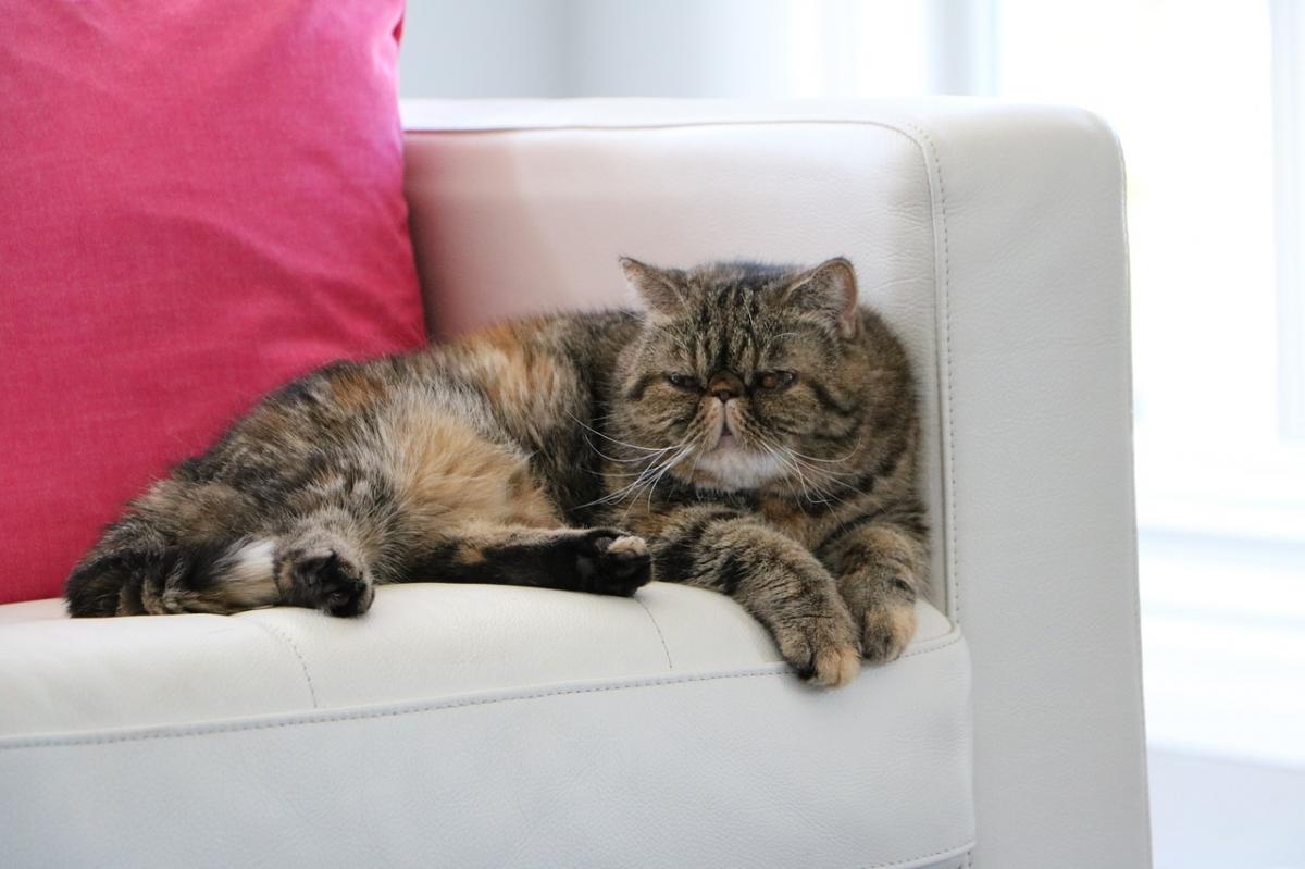 Pfotenstrecke 10 Katzen auf dem Sofa Katzen.de