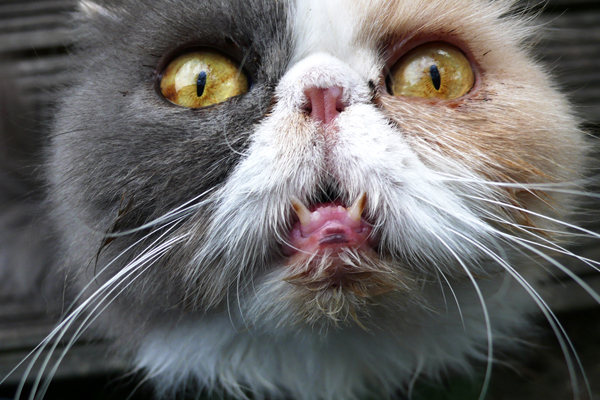 Grumpy Cat regiert das Internet