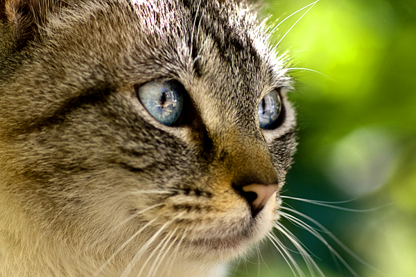 Katze warnt Besitzer vor Feuer