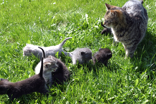 Katzen vor dem Tod gerettet