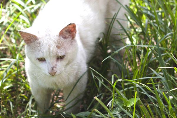 Karl Lagerfelds Katze