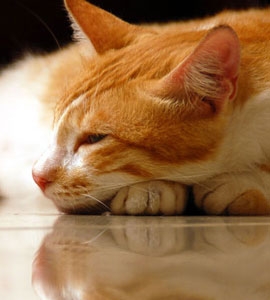 Stress bei Katzen erkennen und vermeiden