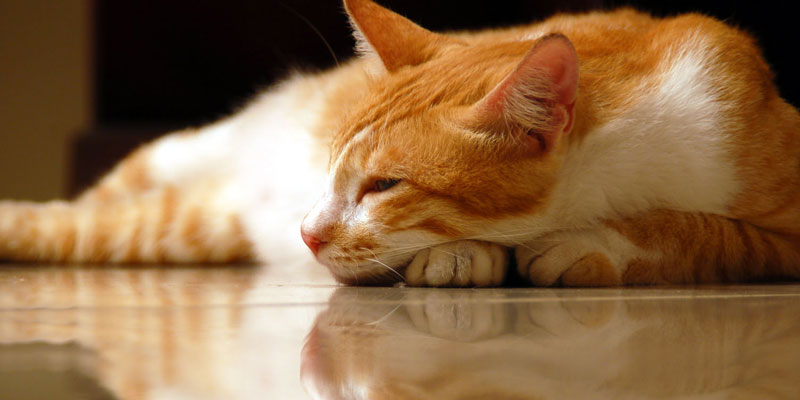 Katzen.de - Stress erkennen und vermeiden