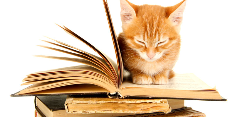 Literatur über Katzen