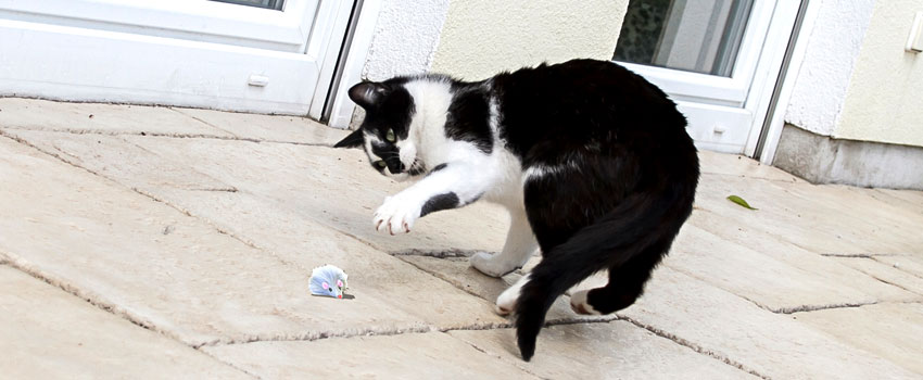 Kater Romeo spielt mit seiner Pluesch-Maus