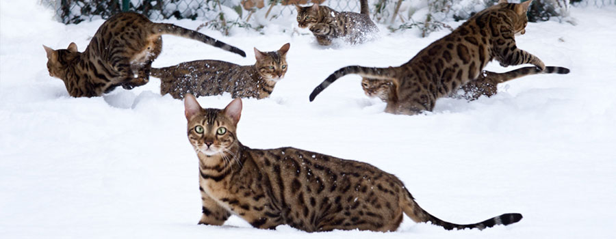 Flohbefall im Winter: Was können Katzenhalter tun?