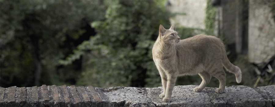 Französische Katzen und ihre Landsitze