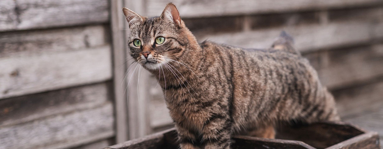 Neugierig schauende braun getigerte Katze