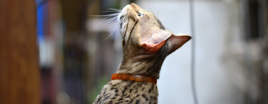 Katzenfutter: Tipps zur Aufbewahrung