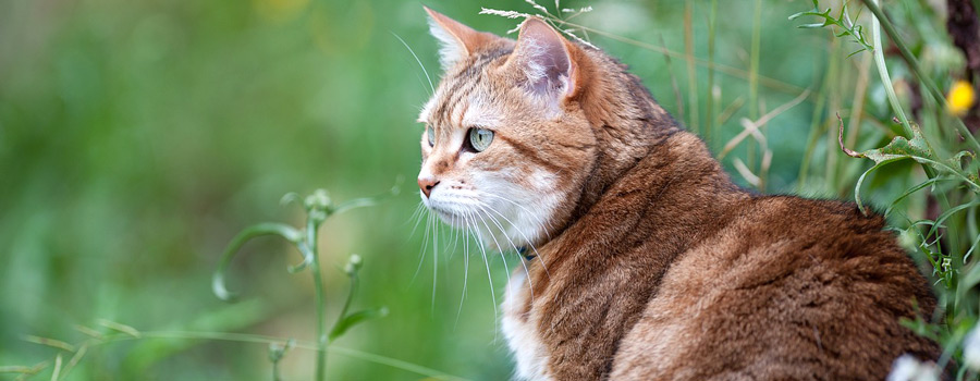 Was wir für unsere Schmusetiger tun