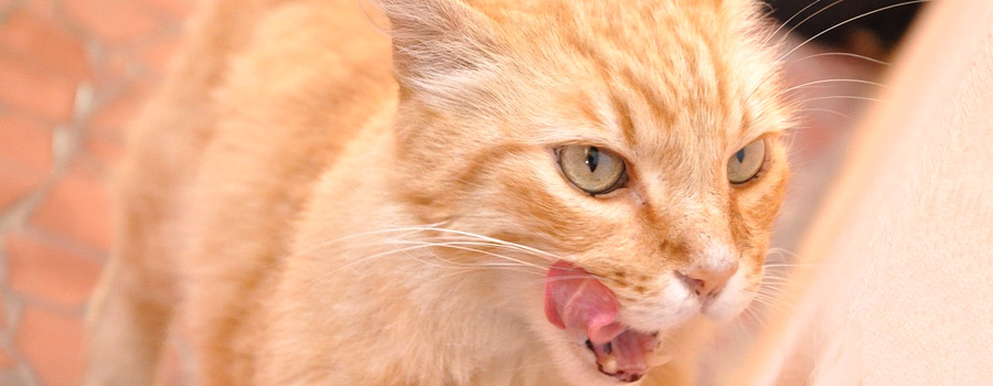 Gewinnspiel: Katzen BARFen: Mit praktischen Tipps und vielen Rezepten