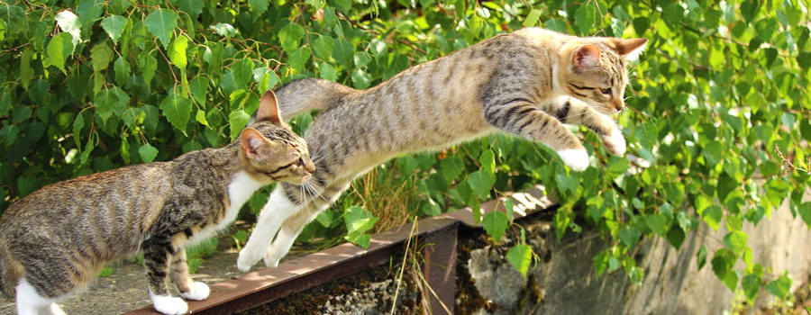 Die Katze – mehr als nur ein Haustier!