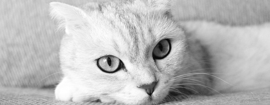Gewinnspiel: Simons Katze - Bloß nicht zum Tierarzt