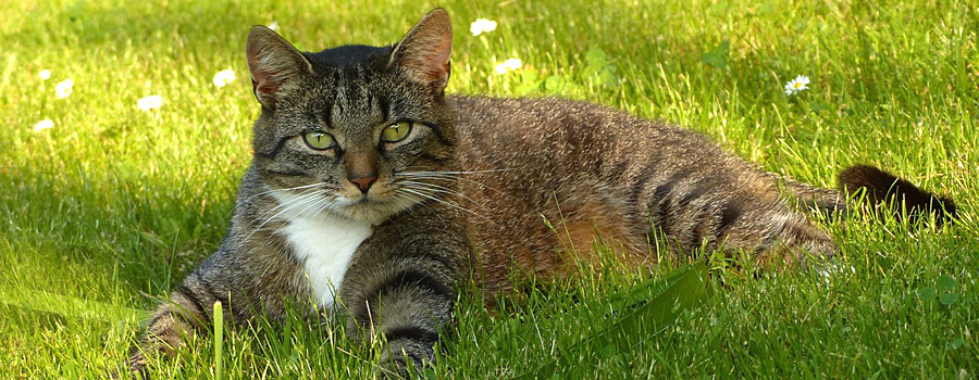 Katzen mit Übergewicht - kann BARF helfen?