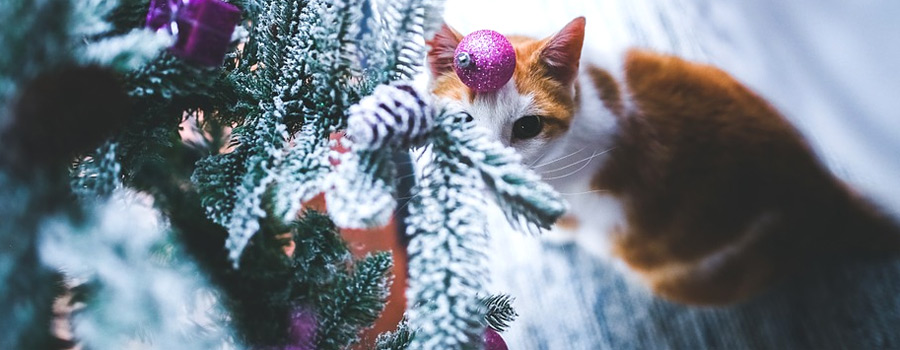 Katzenweihnacht – so verwöhnen Sie Ihre Katze richtig