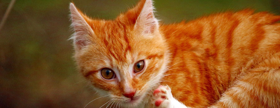 Katzen verstehen: Tipps für Katzenerziehung und Katzensprache