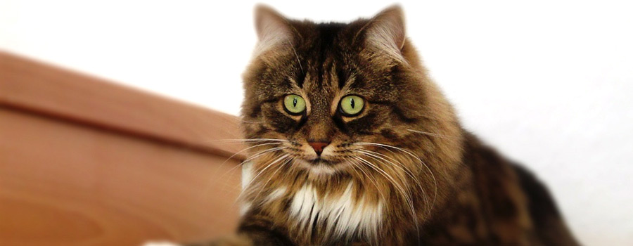 Gewinnspiel: Katzen - Wohlfühl-Garantie für kleine und große Schnurrer