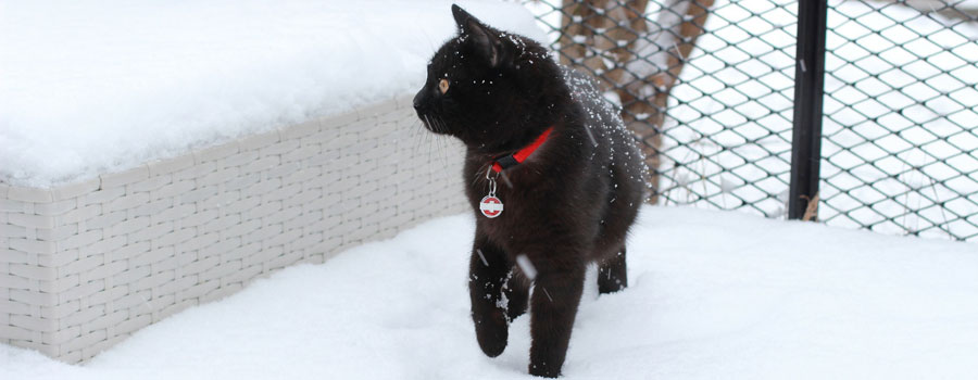 Katzen und das Mysterium Schnee