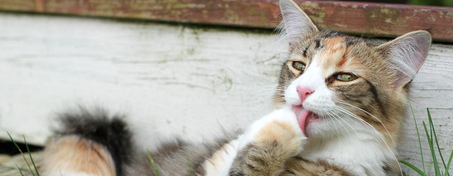 Clickertraining bei Katzen