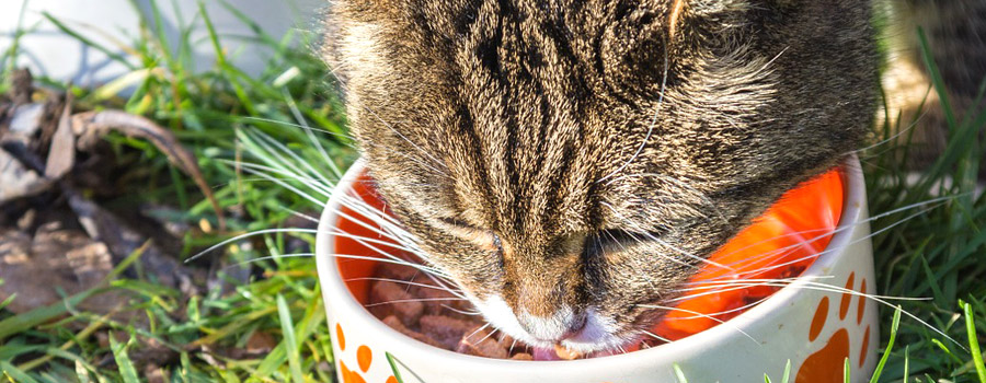 Für meine Katze nur das beste Futter… Aber welches?