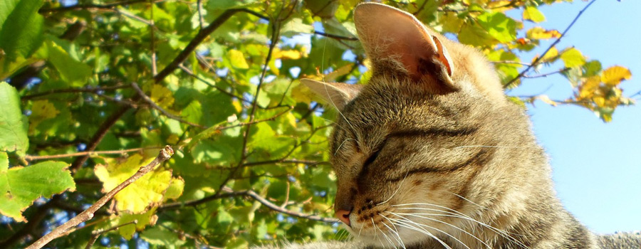 Gewinnspiel: Meine Katze, die Philosophin