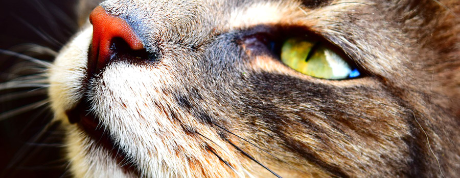 Pfotenstrecke: 10 Katzen – mal ganz nah
