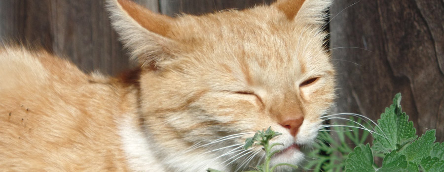 Katzenminze - Wirkung auf unsere Stubentiger
