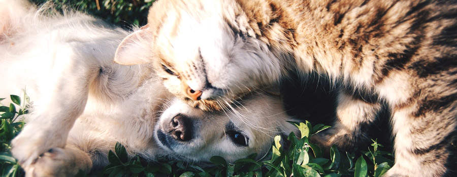 Pfotenstrecke: 10 Katzen, die sich mit Hunden prima verstehen