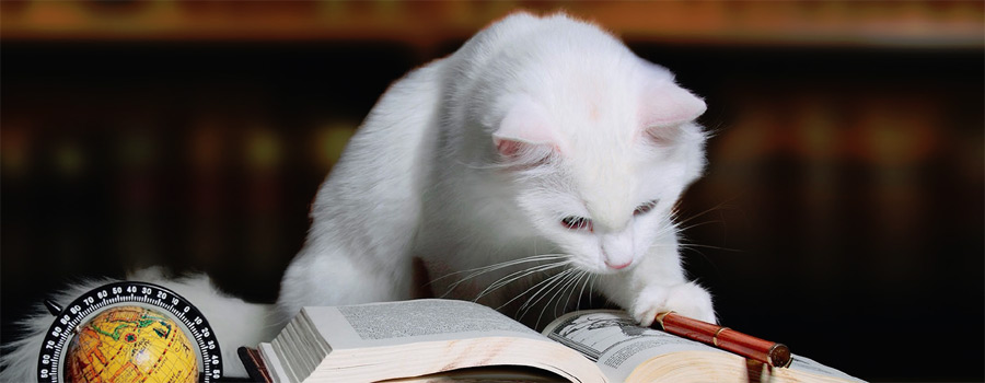 Gewinnspiel: Sophisticats - Lesende Katzen