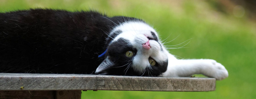 Gewinnspiel: Pep, der Uni-Kater - Wie ich das Leben der Menschen studierte