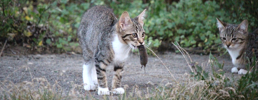 Fuchsbandwurm: Gefährlich für Tier und Mensch