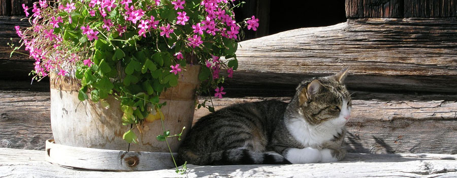 So kommt Ihre Katze fit durch den Sommer