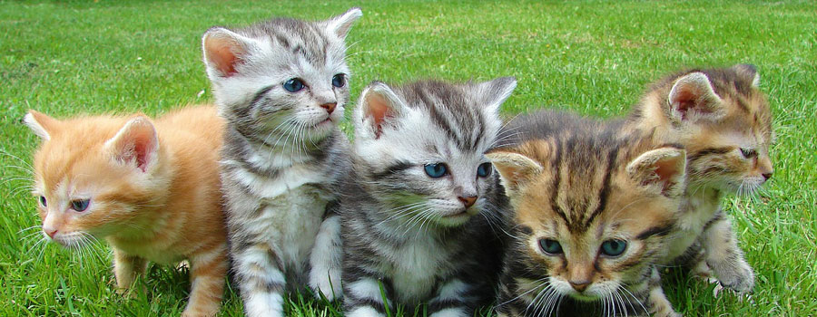 Kittenpflege - so füttern Sie Ihr Kätzchen richtig