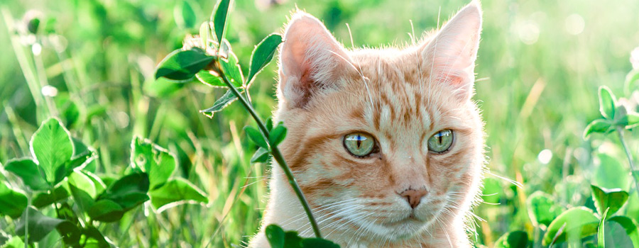 Gewinnspiel: Lieben mich meine Katzen? - Eine Recherche