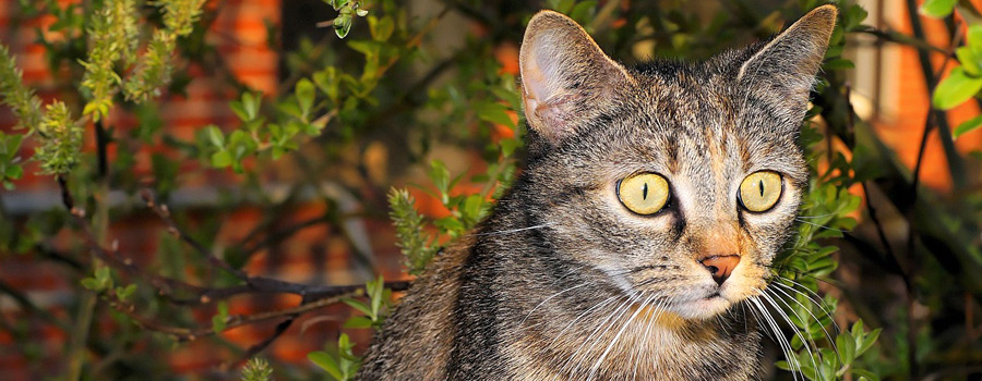 Gewinnspiel: Kater Fiffi und der Blumentopf - Neue Abenteuer mit Kater Fiffi