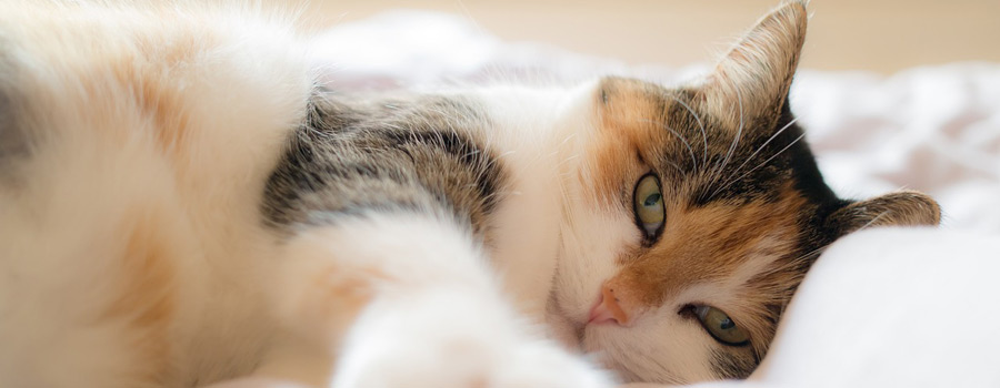 Pfotenstrecke: 10 Katzen im Bett