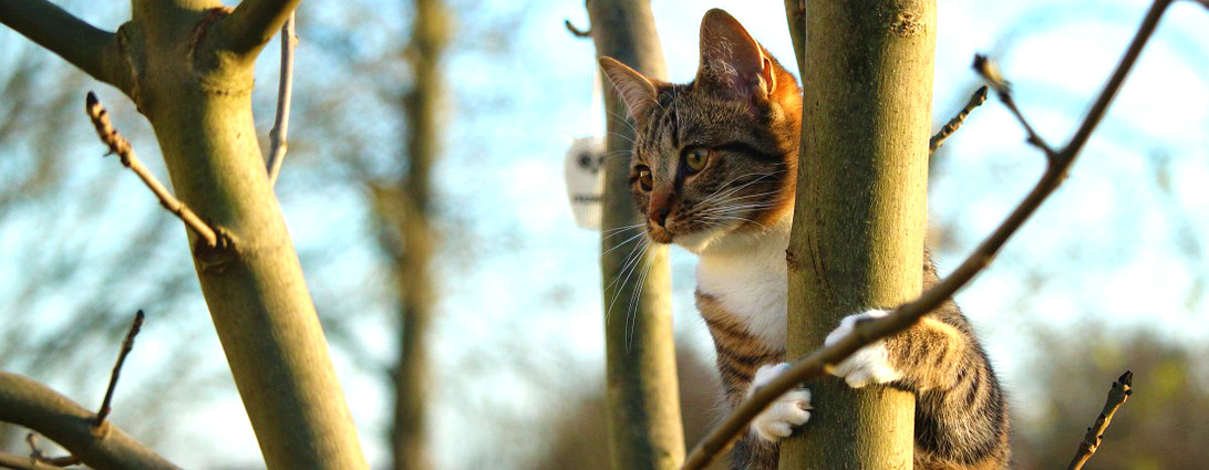 Pfotenstrecke: 10 auf Bäumen kraxelnde Katzen