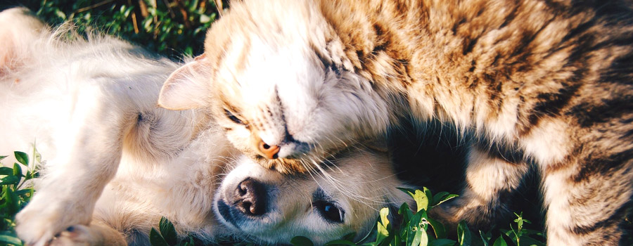 Tierische Gewinnspiele – Verlosungen für Hunde, Katzen, Herrchen & Frauchen