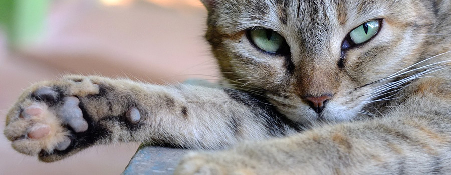Pfotenstrecke: 10 Katzen zeigen Pfote