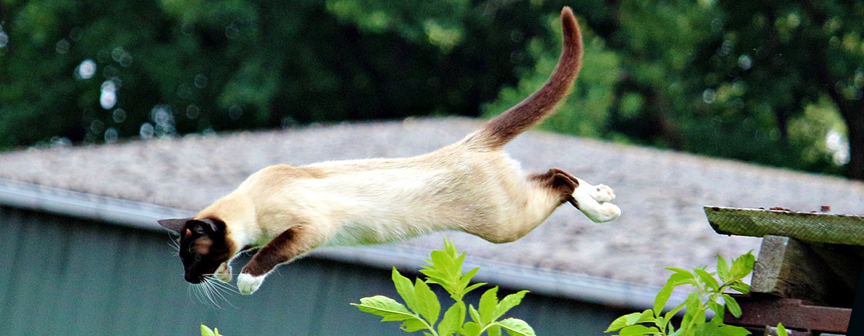 Pfotenstrecke: 10 Katzen auf dem Sprung