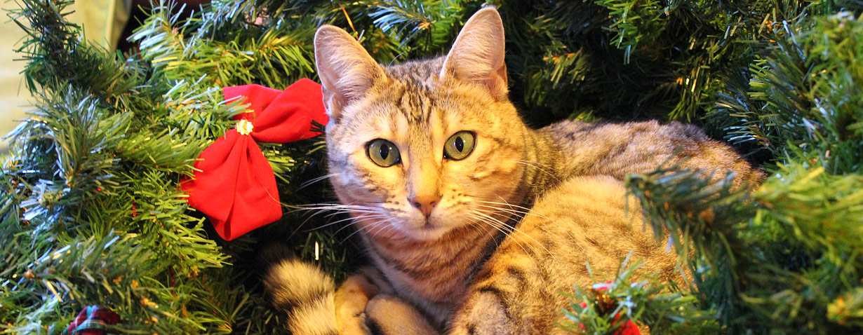 Ein Tier ist kein Geschenk – Vierbeiner gehören nicht unter den Weihnachtsbaum!