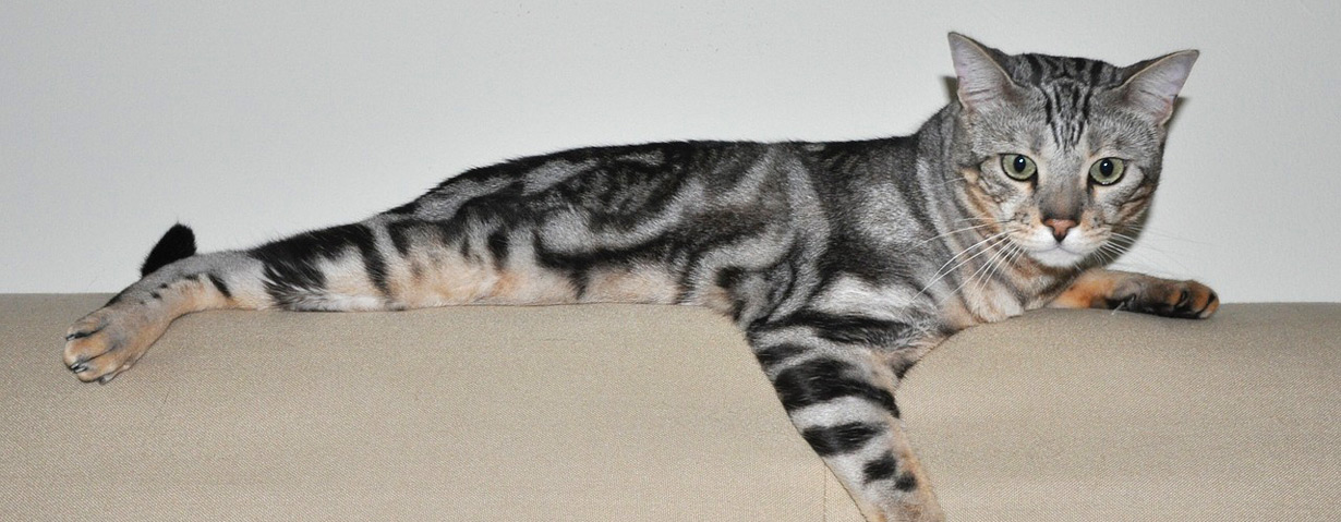 Pfotenstrecke: 10 Katzen auf dem Sofa