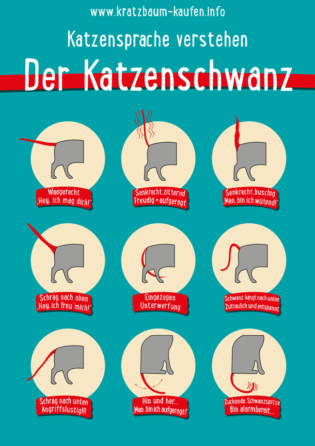 35+ Katzen Koten In Den Vorgarten Was Tun, Wir stellen ihnen fünf