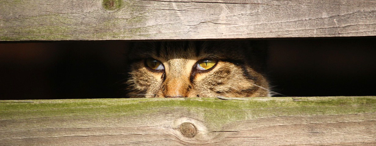 Pfotenstrecke: 10 Katzen in ihrem Versteck