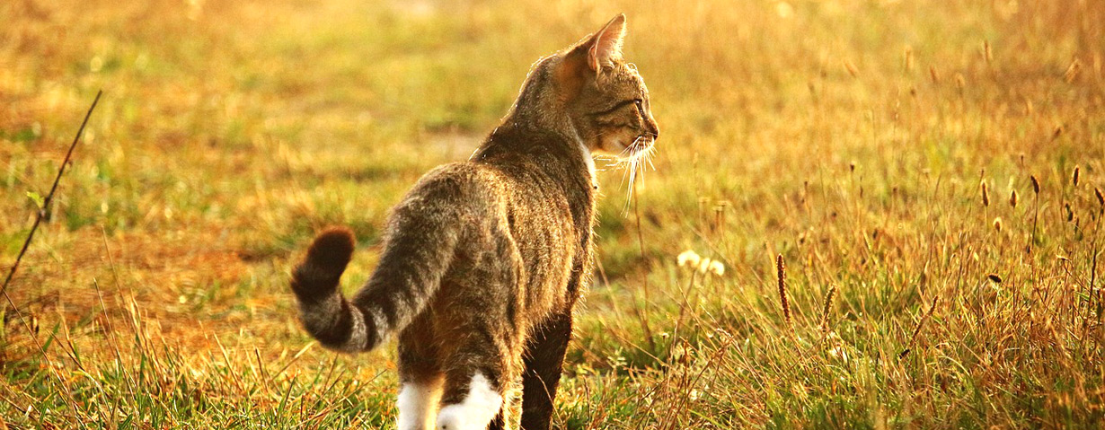 So wichtig ist der Katzenschwanz