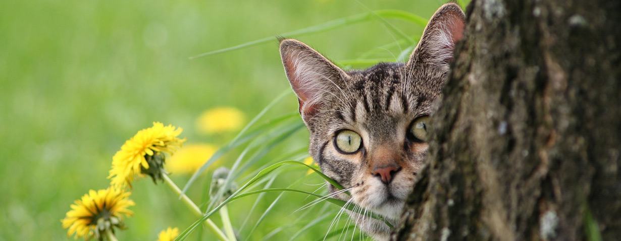 Pfotenstrecke: 10 neugierige Katzen