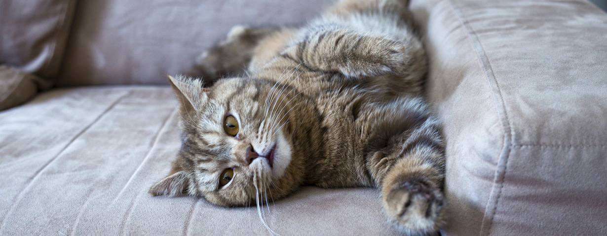 Berühmte Katzen aus Film, Funk und Fernsehen!