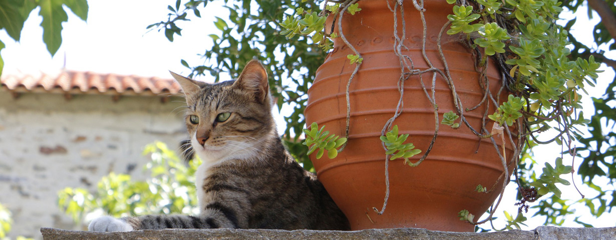 Dänemark: Urlaub mit Katze