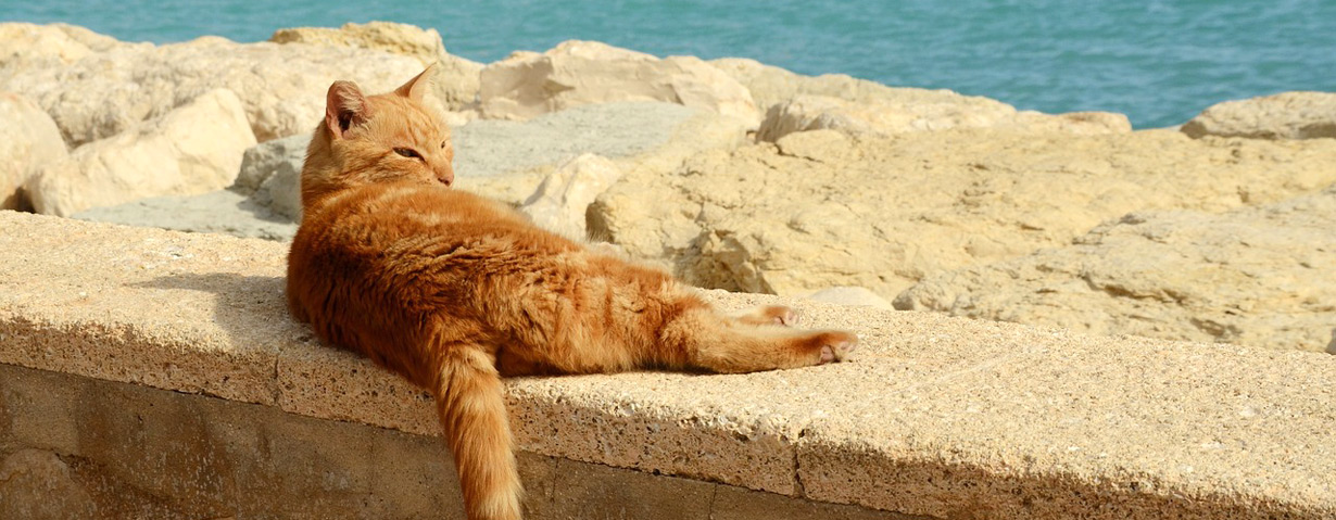 Pfotenstrecke: 10 Katzen beim Sonnenbad