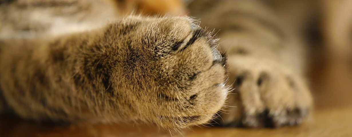 Krasse Verstümmelung – Krallenamputation bei Katzen